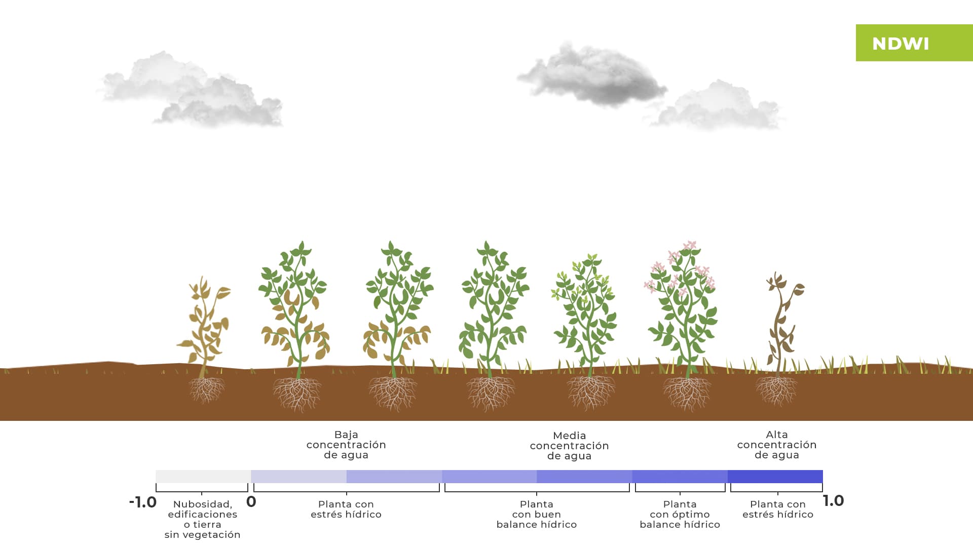 Diagrama de Estados NDWI - Ejemplificación de concentración de agua en plantas según NDWI